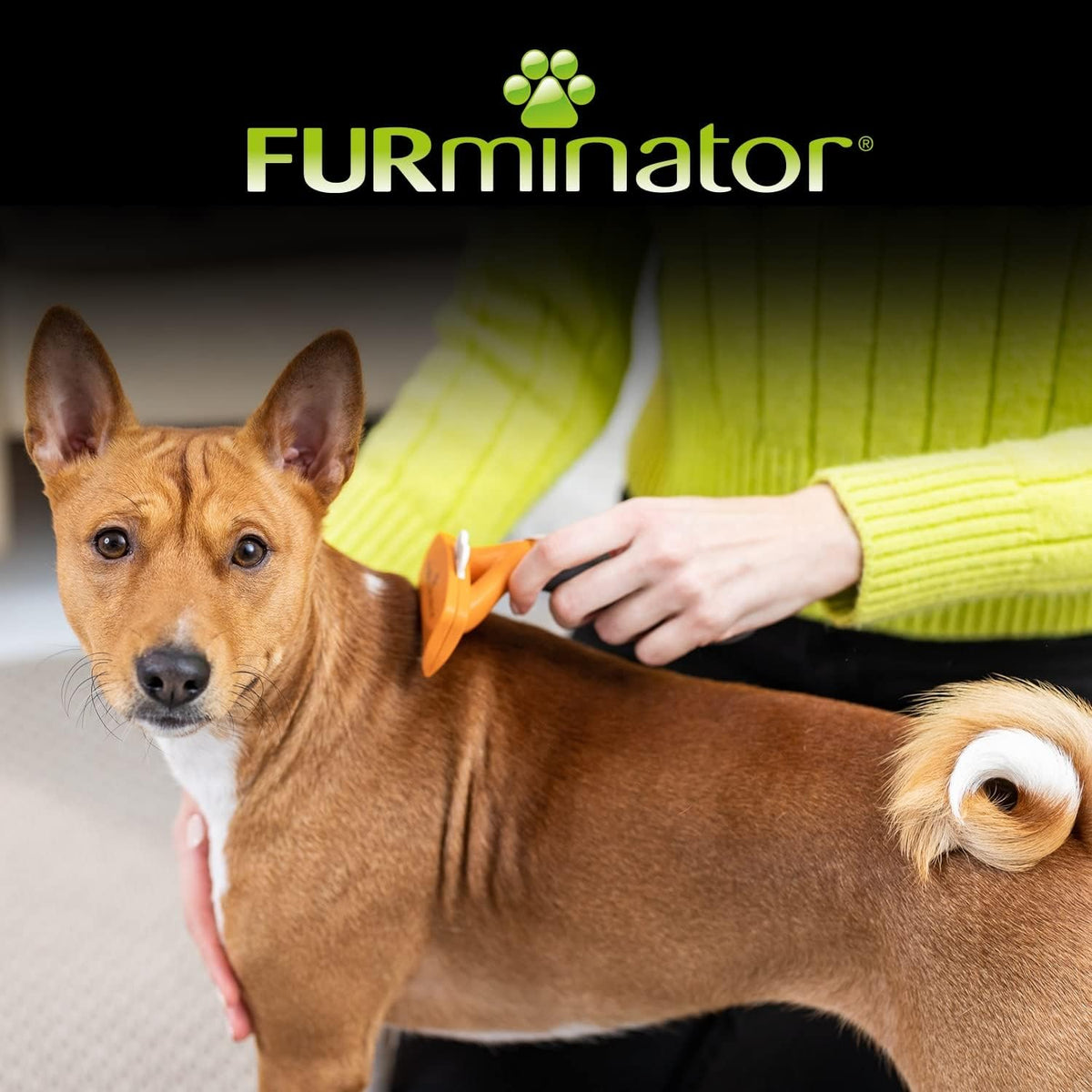 Furminator til korthåret hund: Slik reduserer du røyting mest mulig