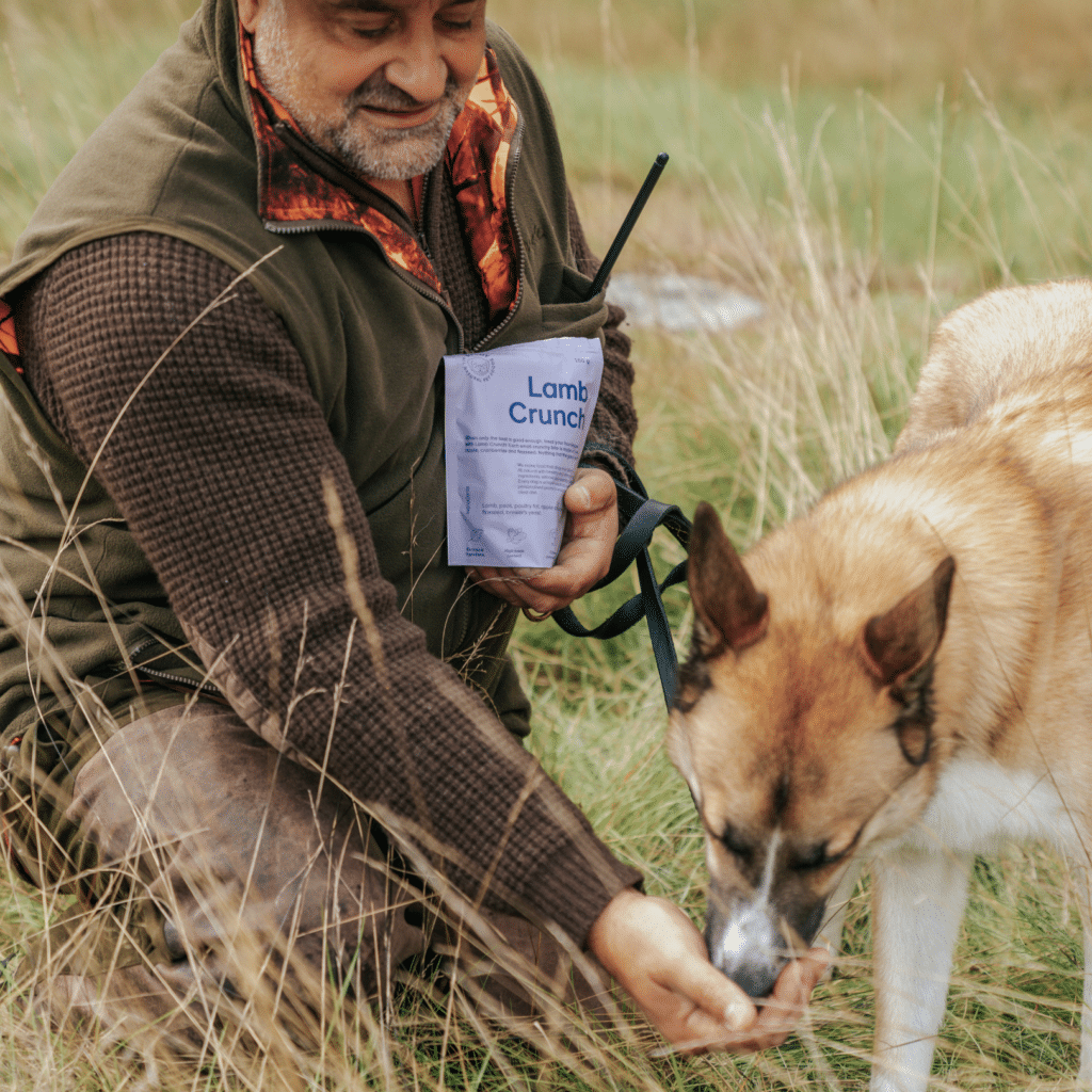 Buddy Pet Foods – en ærlig gjennomgang