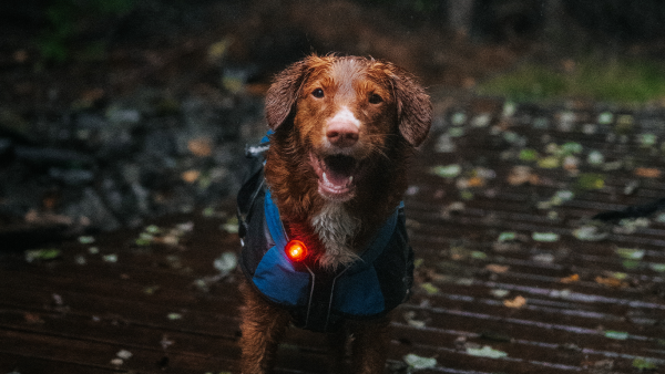 5 viktige tips for å gå tur med hunden i mørket