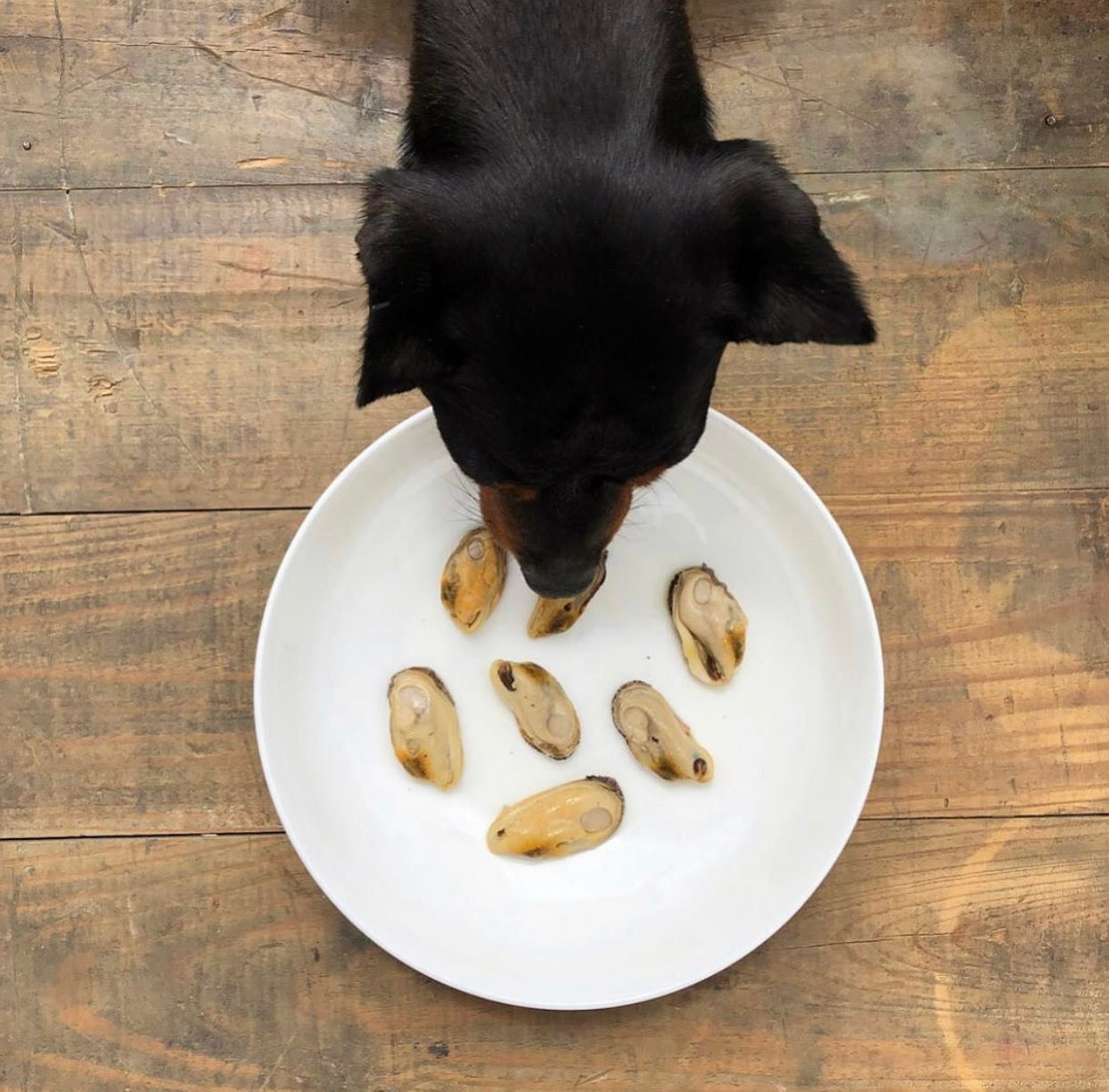Green-Lipped Mussel For Dogs
