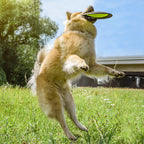 Flytende hundefrisbee