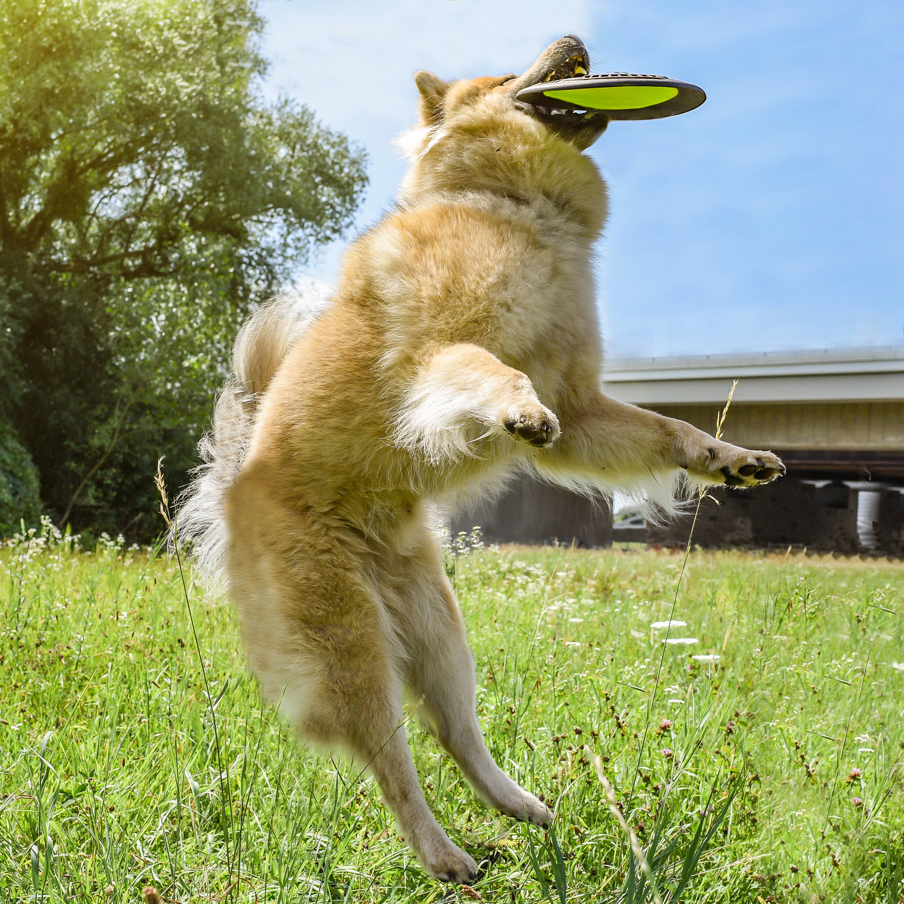 Flytende hundefrisbee