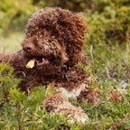 ESSENTIAL Skin Delights │ Tørket Oksehud til Hund (200 g)