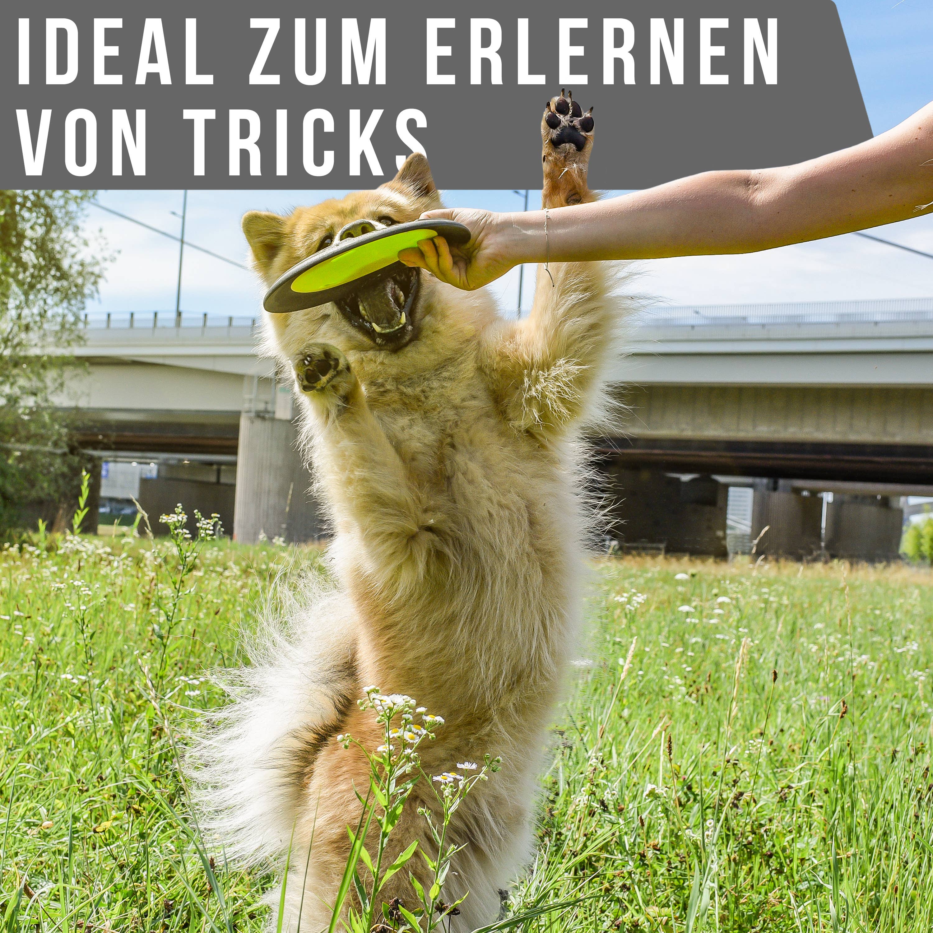 Flytende hundefrisbee