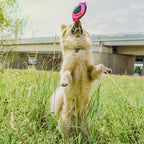 Flytende hundeball