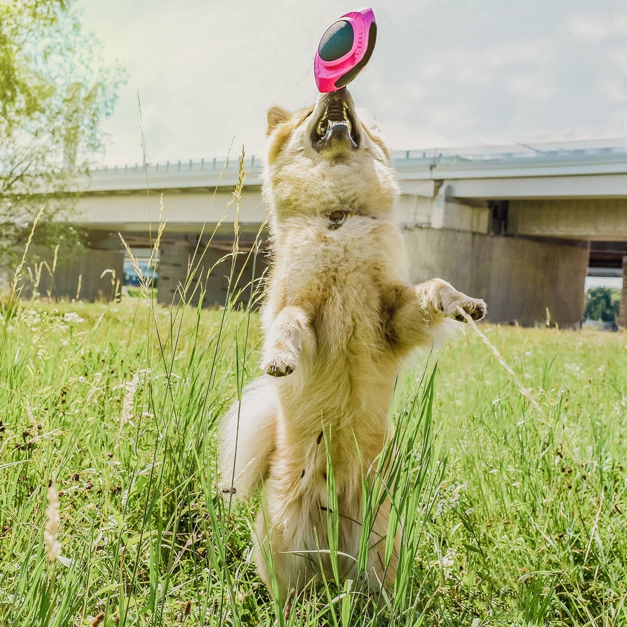 Flytende hundeball