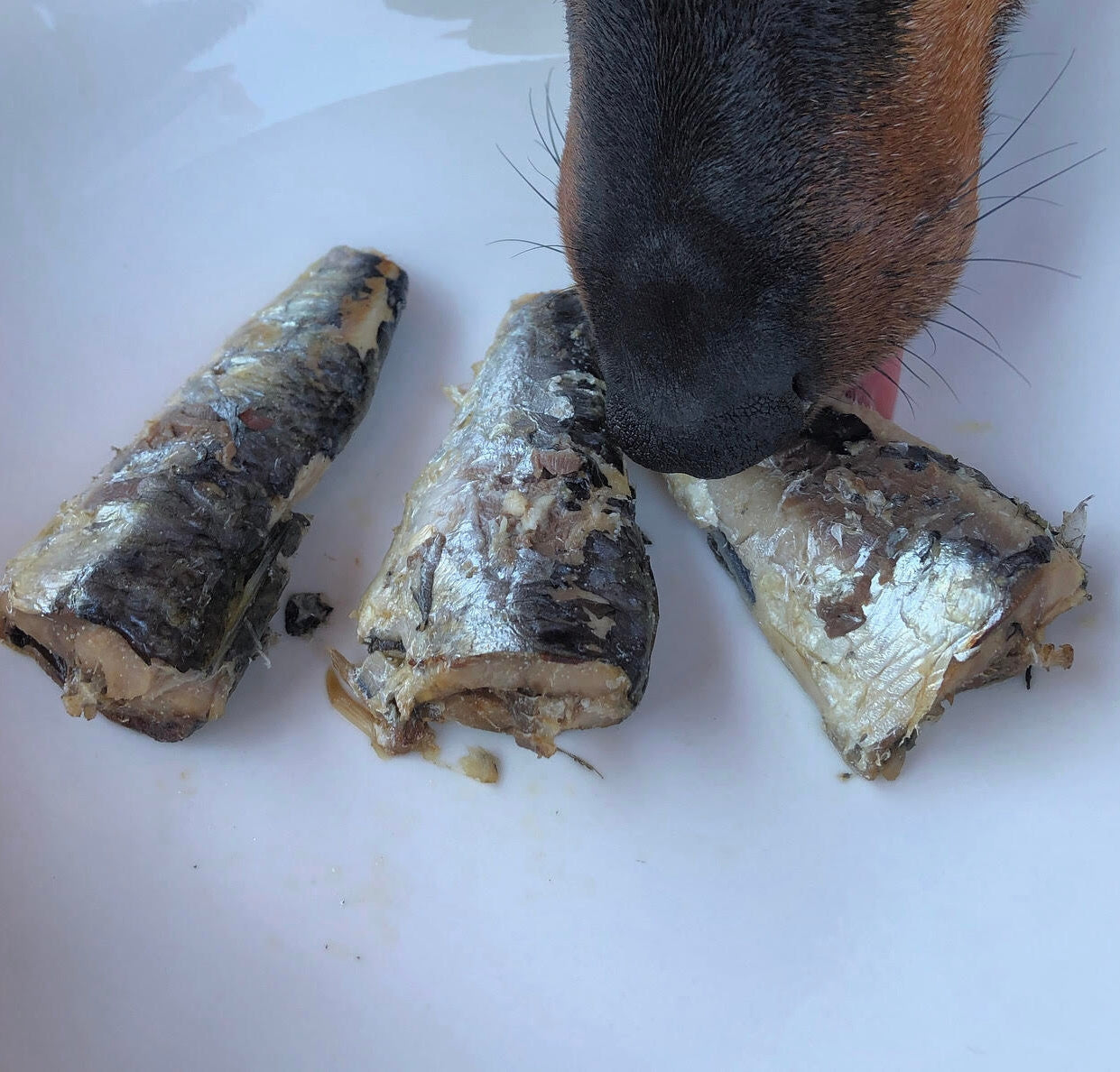 Wild Atlantic Coast Sardines