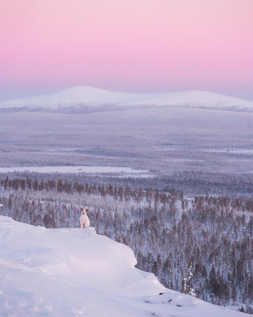 Woolly Wolf Polar Night hundebånd med rustfrie ståldeler
