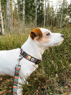 Woolly Wolf Woodland hundebånd i bruk på tur