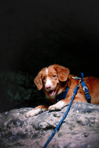 Woolly Wolf taubånd Deep Teal med refleksstripe