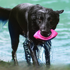 Flytende hundeball