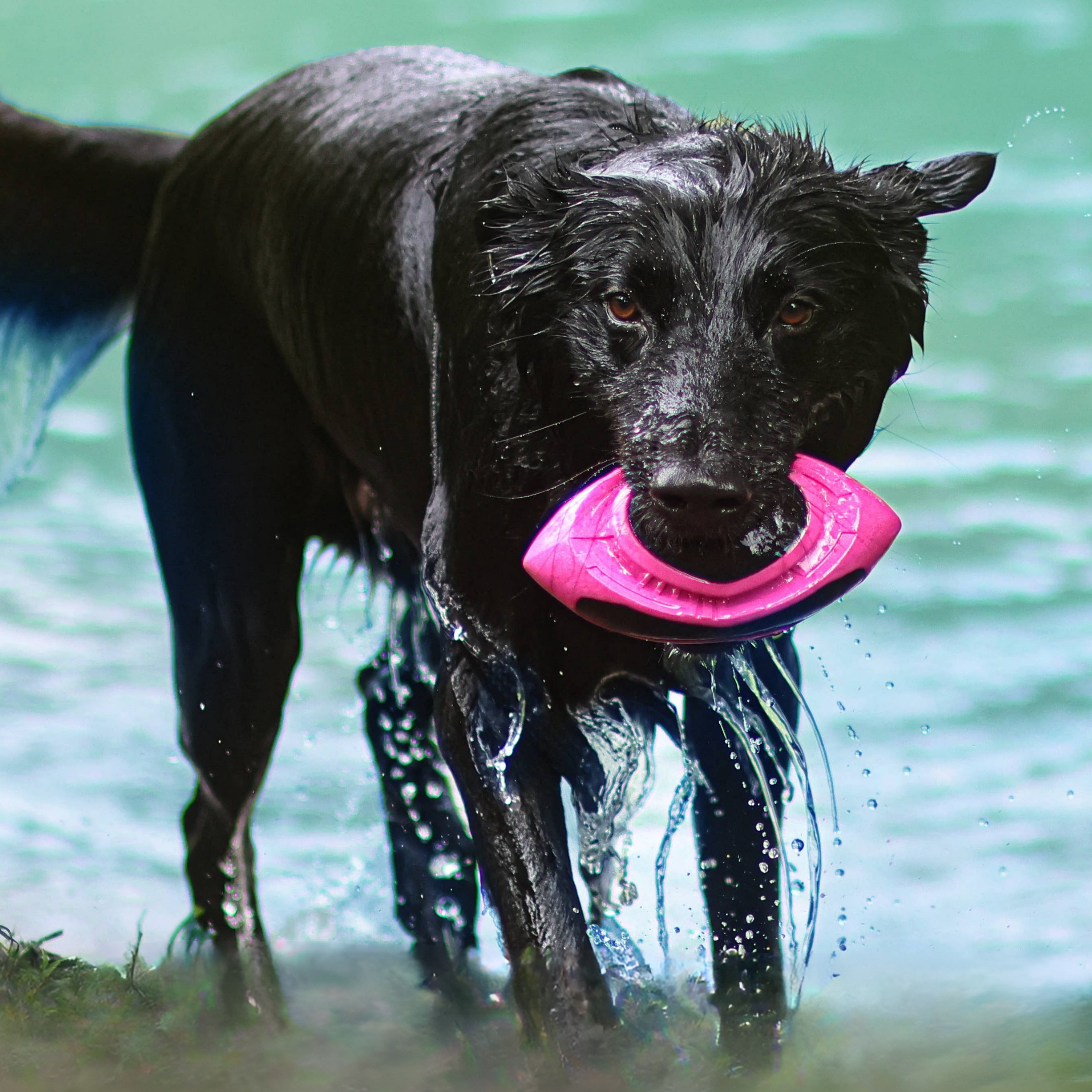Flytende hundeball