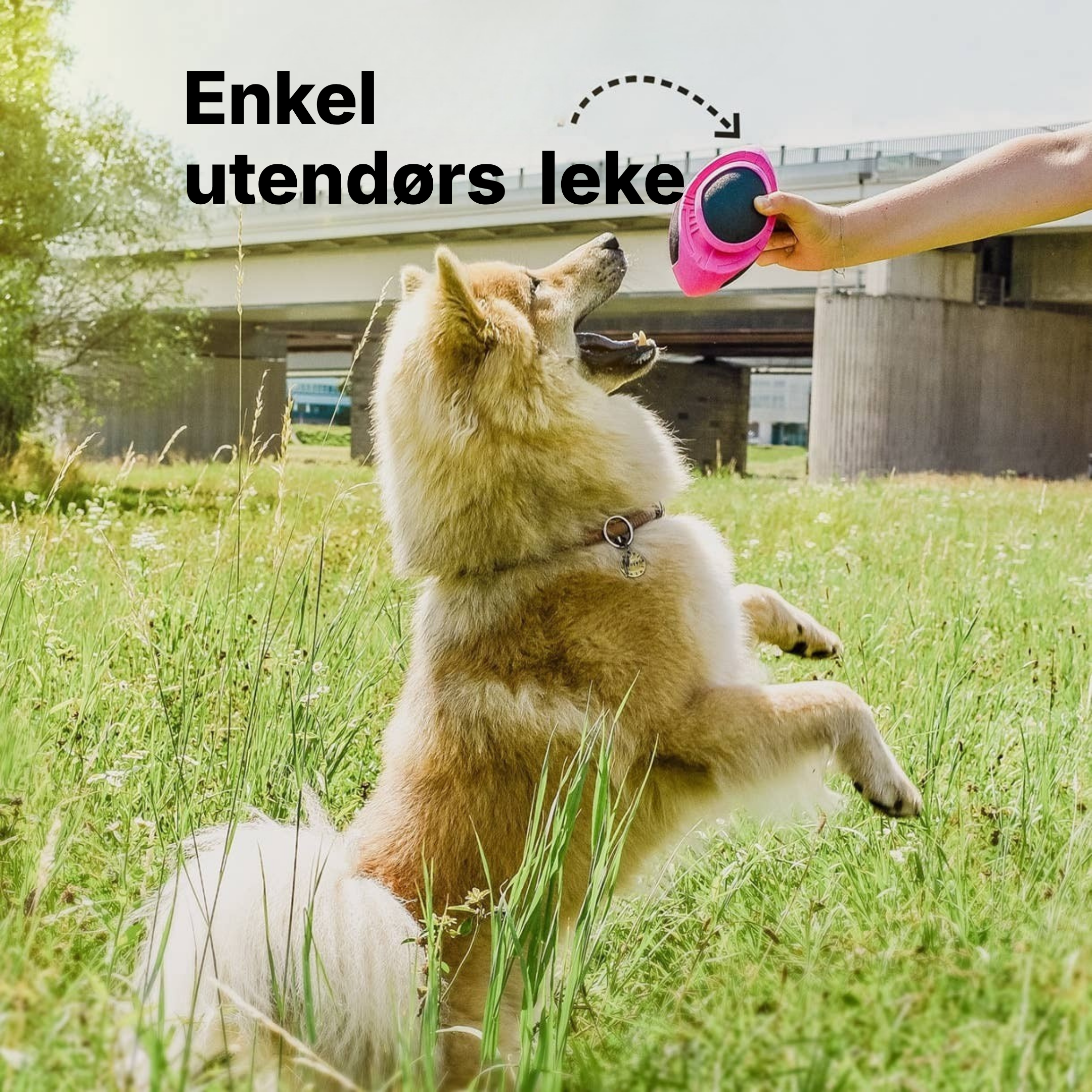Flytende hundeball