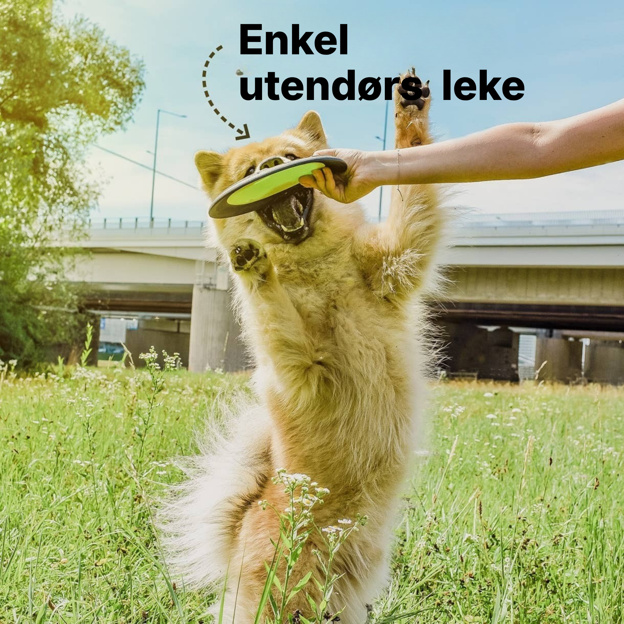Flytende hundefrisbee