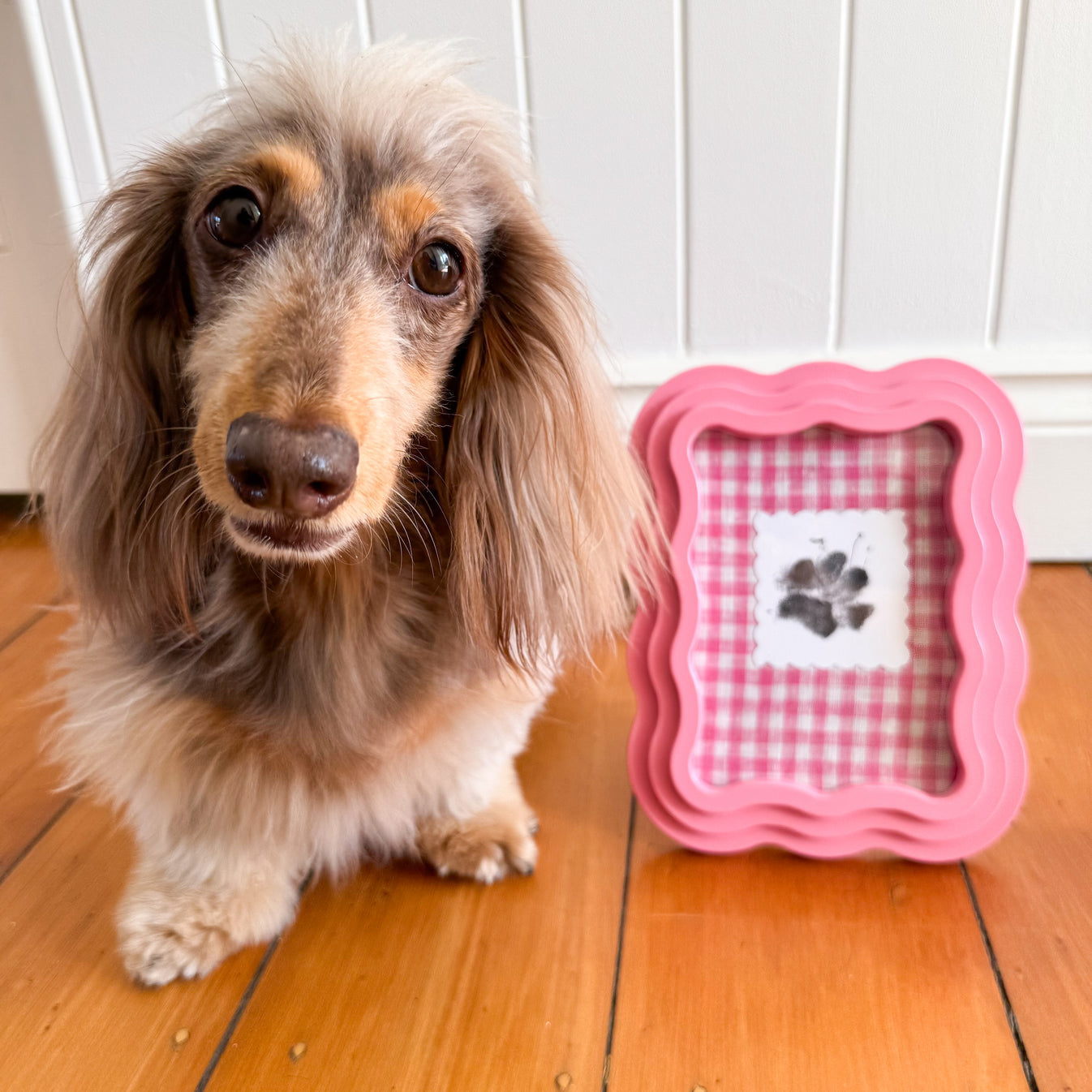 No Mess Dog Paw Print Kit By Pablo & Co.