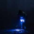 Orbiloc Dog Dual Safety Light