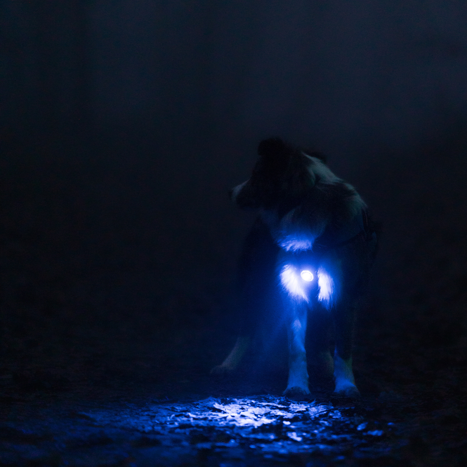 Orbiloc Dog Dual Safety Light