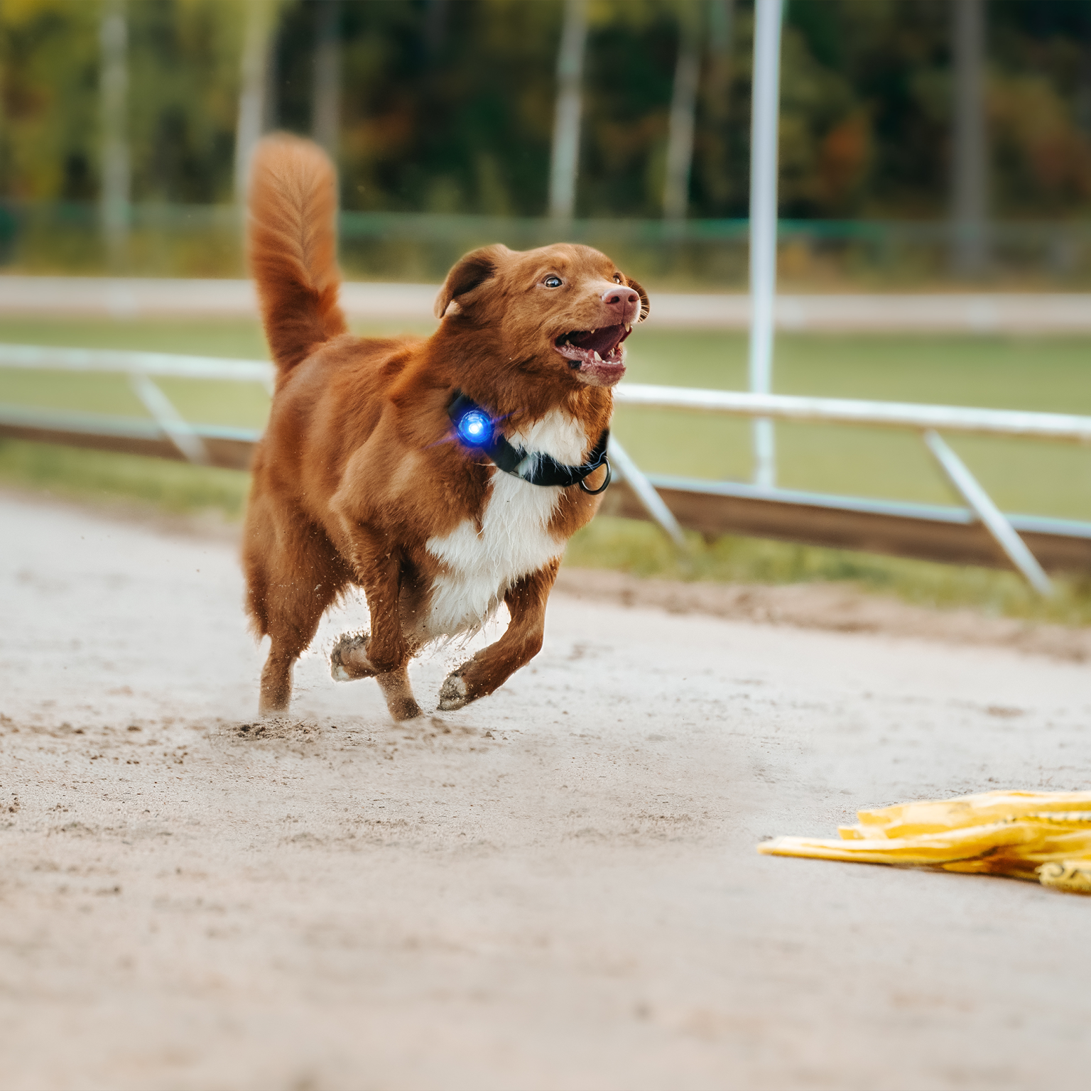 Orbiloc Dog Dual Safety Light