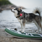 Orbiloc Dog Dual Safety Light