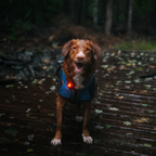 Orbiloc Dog Dual Safety Light