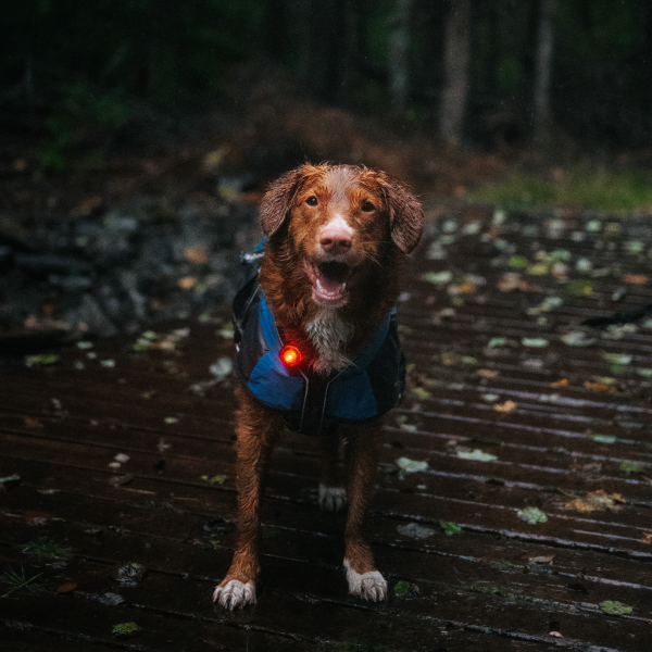 Orbiloc Dog Dual Safety Light