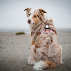 Orbiloc Dog Dual Safety Light