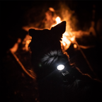Orbiloc Dog Dual Safety Light