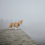 Orbiloc Dog Dual Safety Light