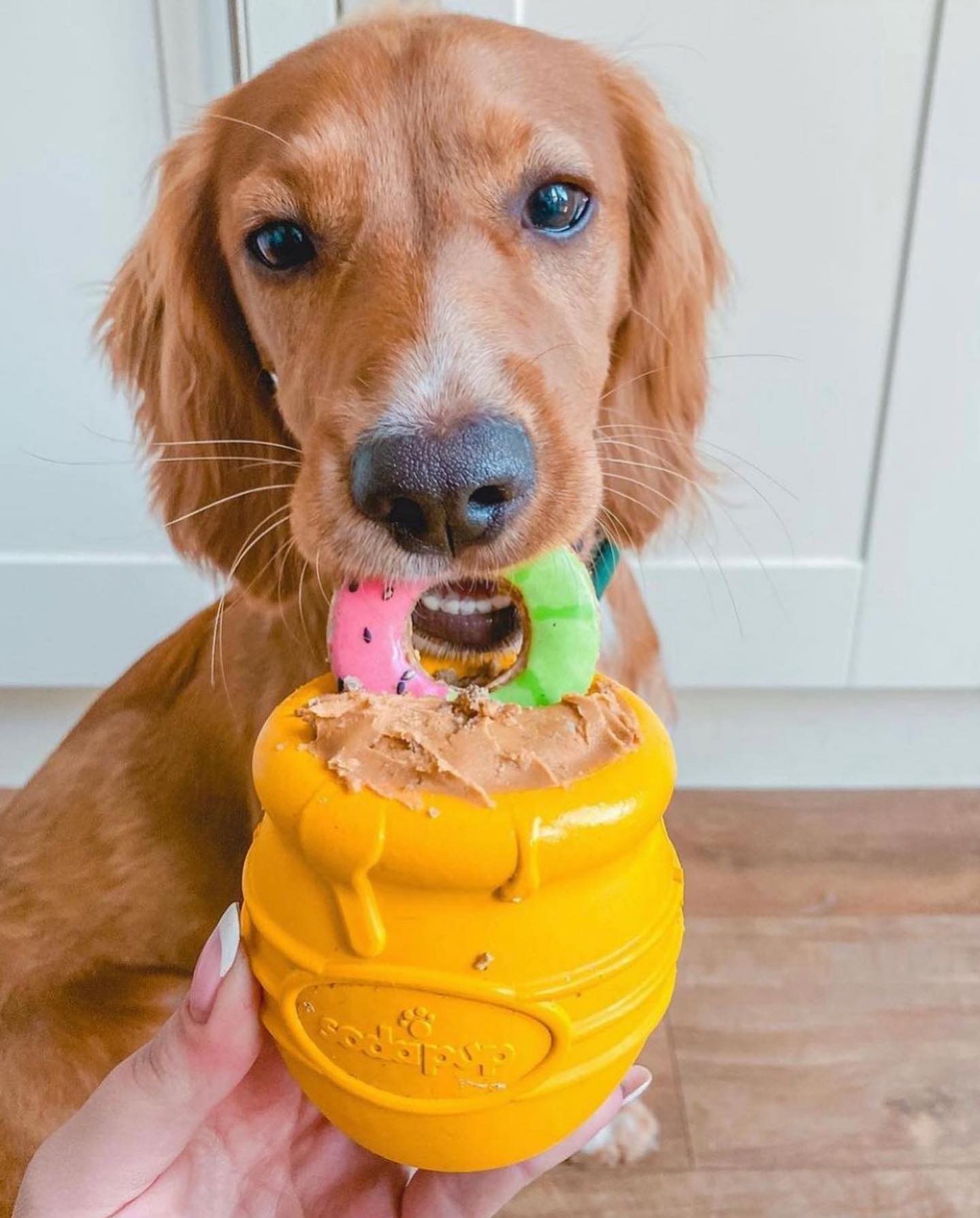 SodaPup Honey Pot, Extra Stor