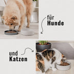 Ne&no® Silicone Feeding Bowl with Lid for Dogs & Cats– MIX