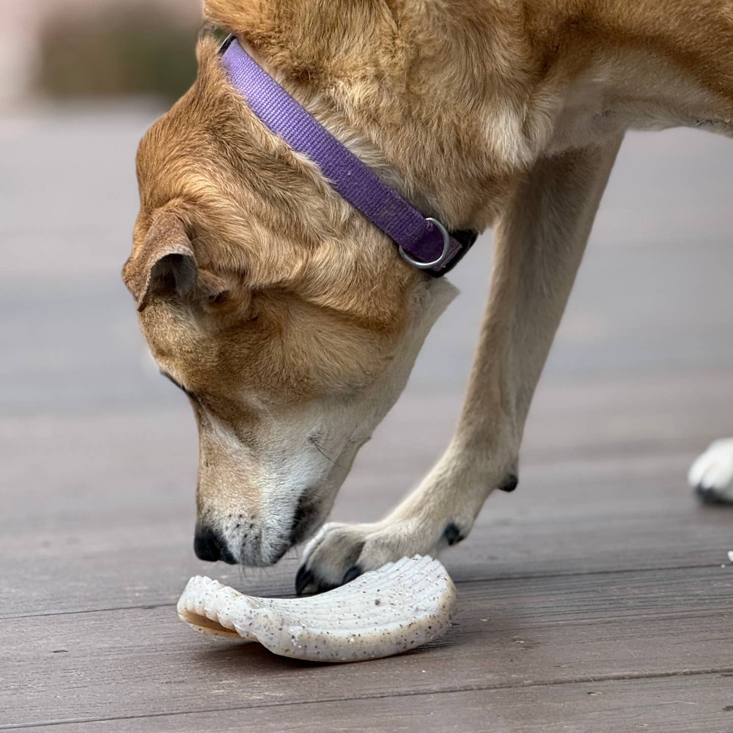 Sodapup Potato Chip Nylon Chew & Enrichment Toy