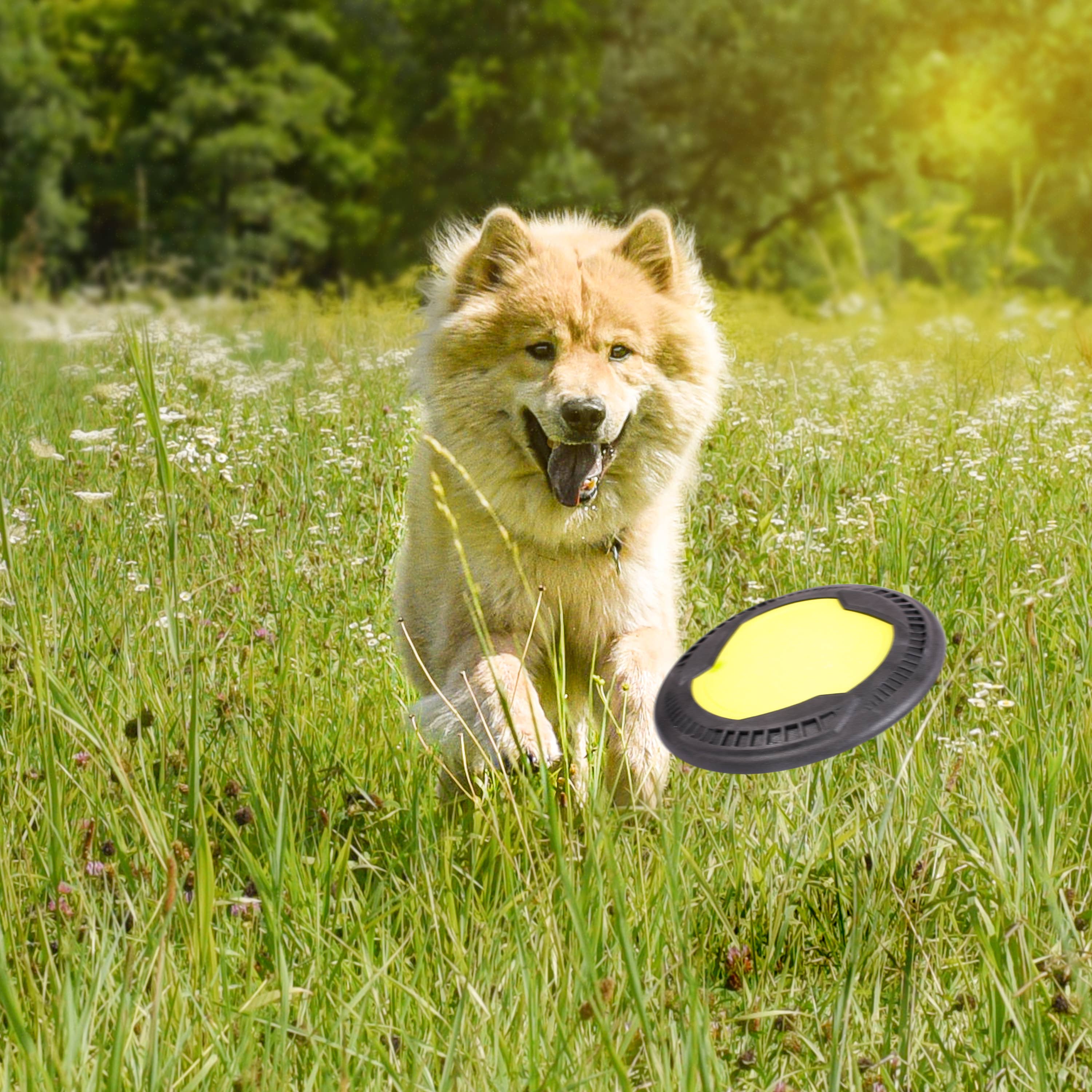 Flytende hundefrisbee