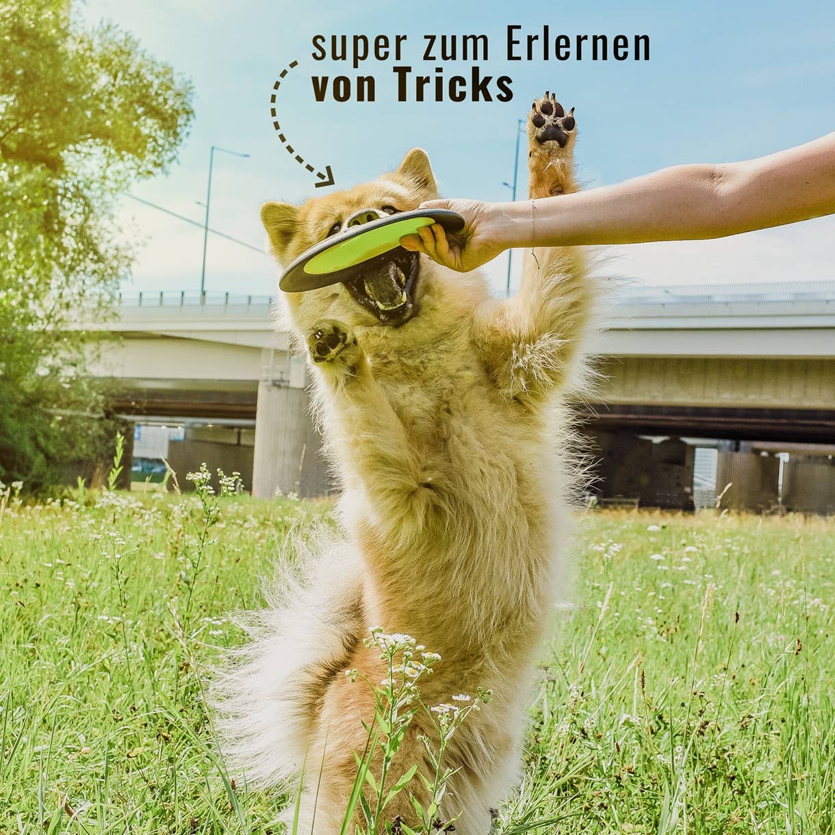 Flytende hundefrisbee