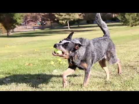 KONG® tennisball squeaker (M)